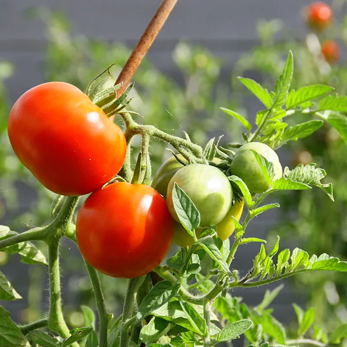 tomates para huerto vertical casero 