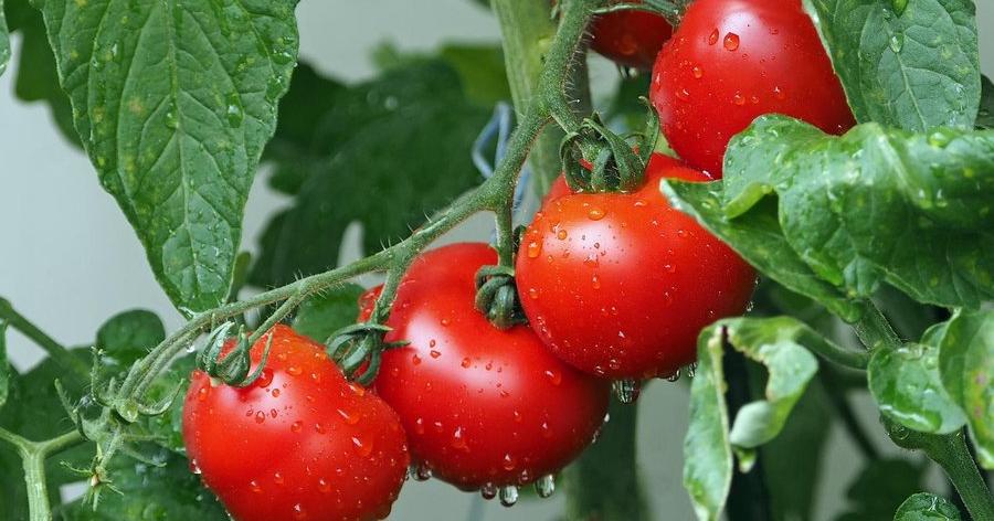 tomates para huerto vertical casero